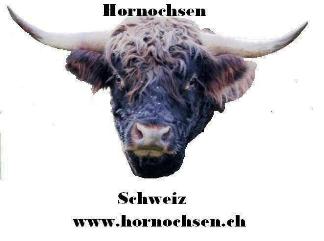 A_hornochsen_schweiz.jpg